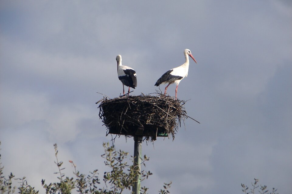 Stork bird white stork