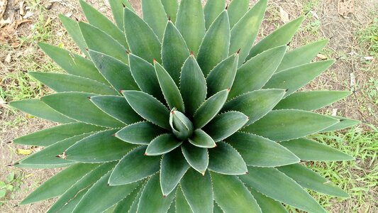 Aloe vera green symmetrical photo
