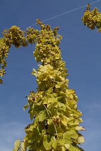 Genuine hops beer brewing climber plant photo