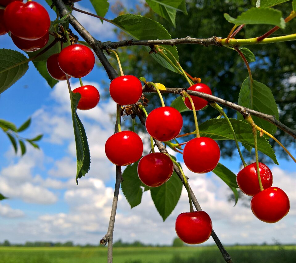 Cherry clouds sky