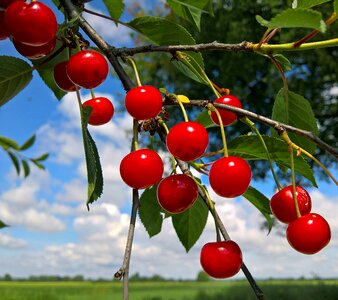 Cherry clouds sky