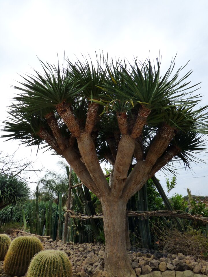 Forio cactus garden dragon tree