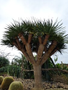 Forio cactus garden dragon tree