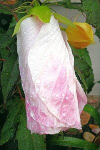 Hibiscus flower raindrop giant hibiscus