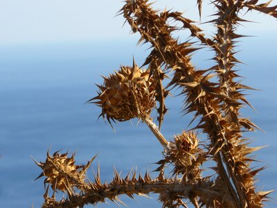 Close up nature ocean photo