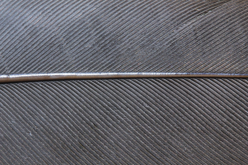 Steel spring grey close up