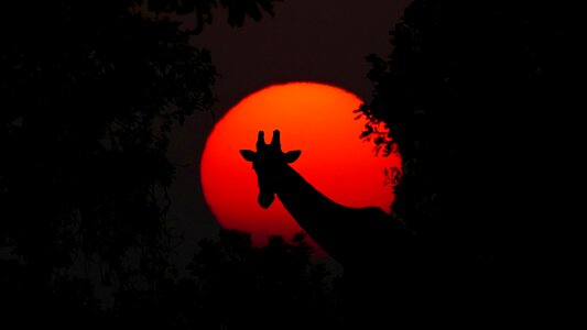 Sunset nature wilderness