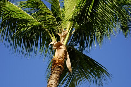 Caribbean palm trees paradise photo