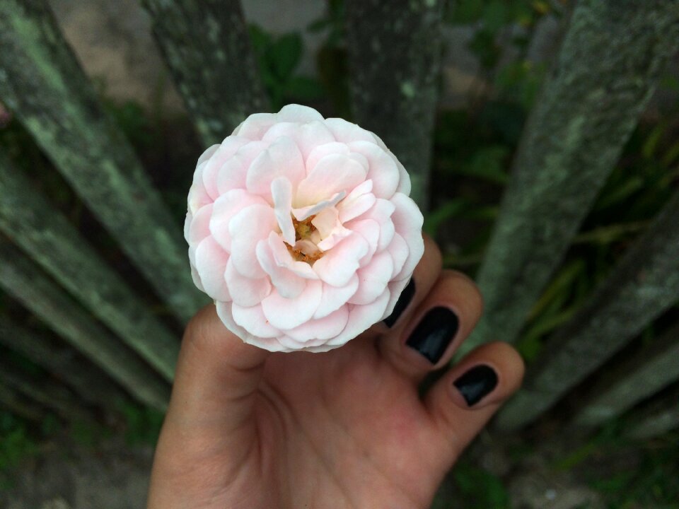Rosa garden flowers