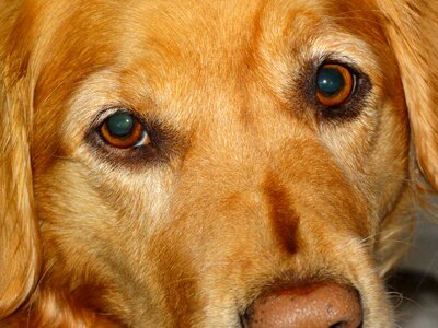 Face canine
