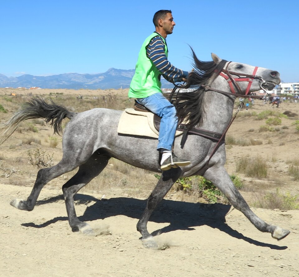 Horse ride sport
