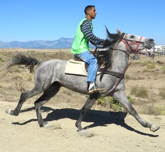 Horse ride sport photo