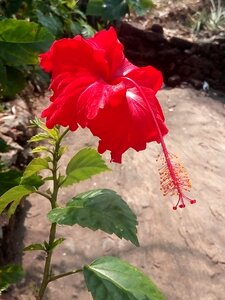 Flower freshness