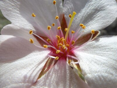 Detail plant geometry pistils