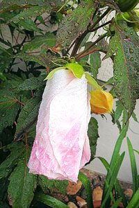 Hibiscus flower raindrop giant hibiscus