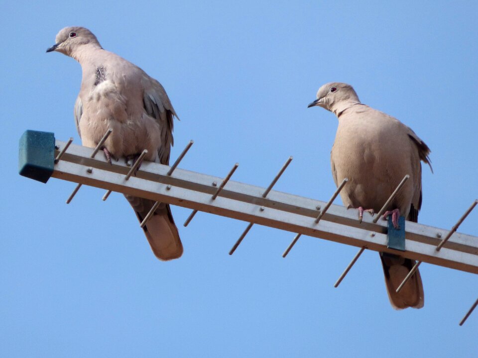 Pose gesture eurasian collared dove