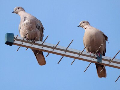 Pose gesture eurasian collared dove