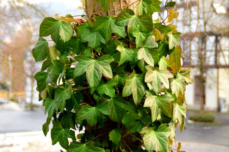 Leaves common ivy entwine photo