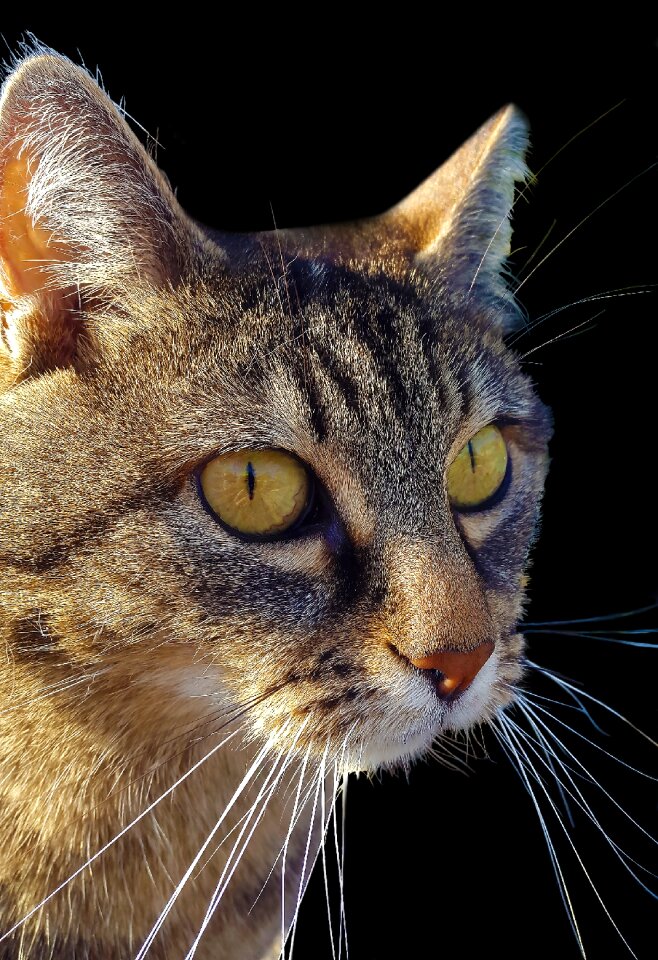 Cat's eyes portrait mackerel