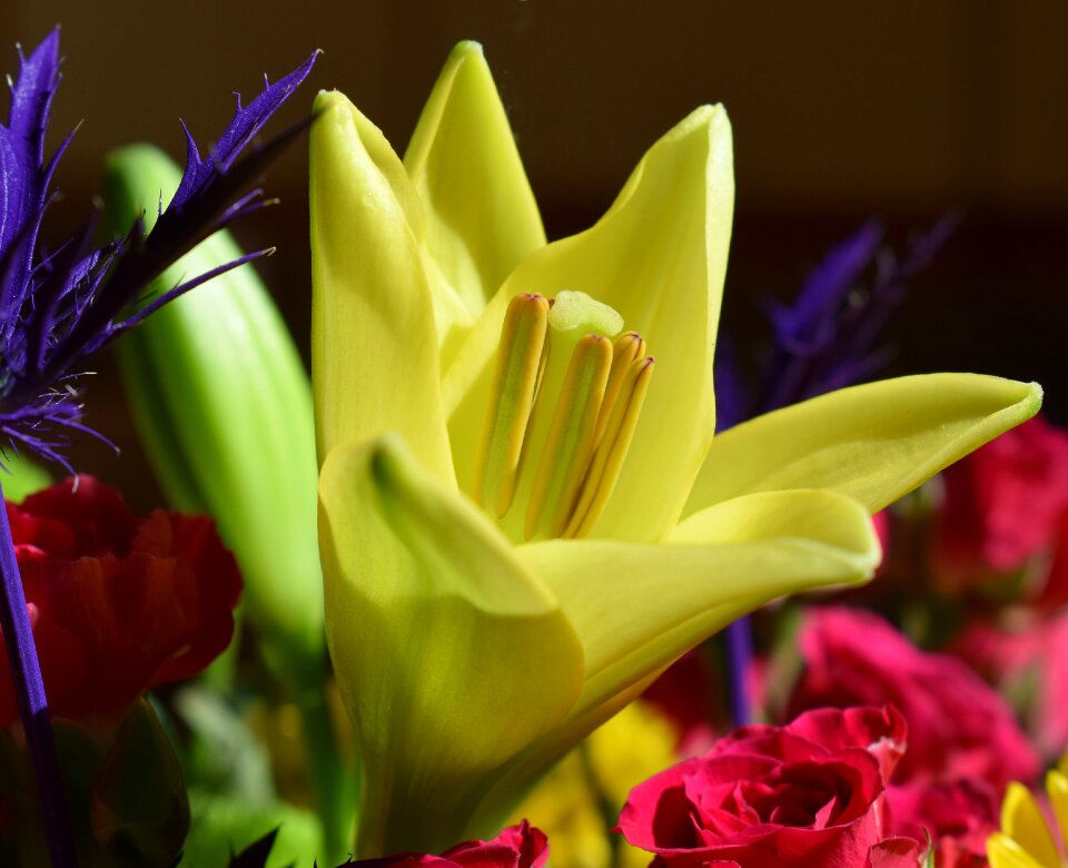 Blossom bloom yellow