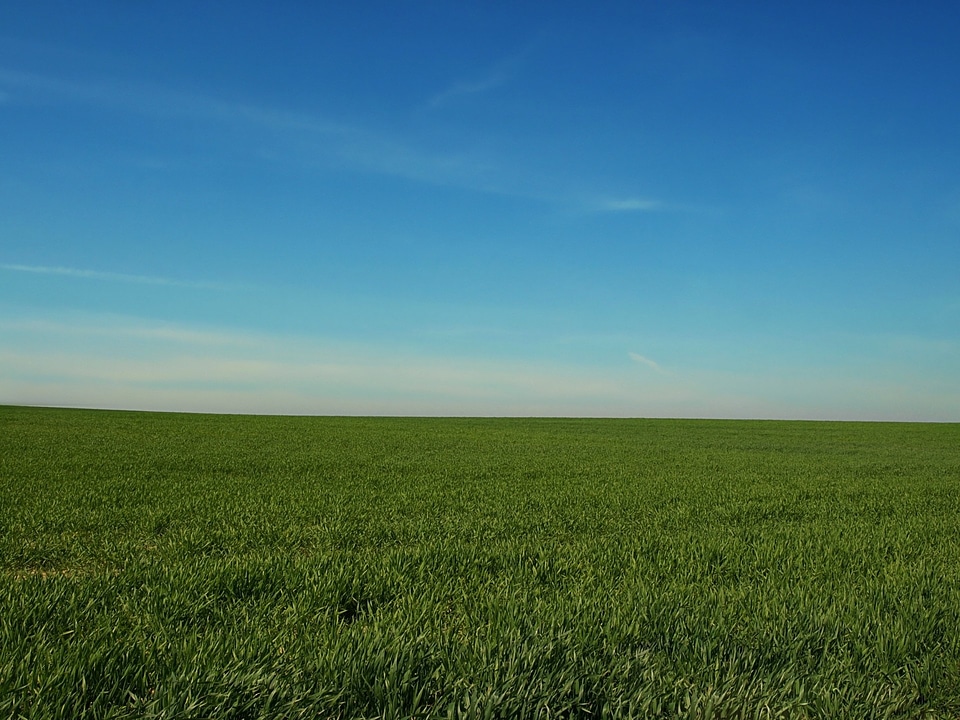 Blue meadow spring