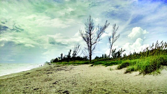 Tree dune trees photo