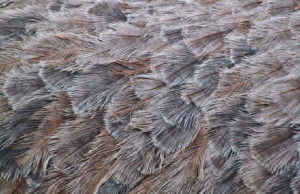 Plumage fauna close up