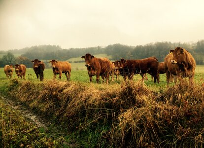 Meadow animals village