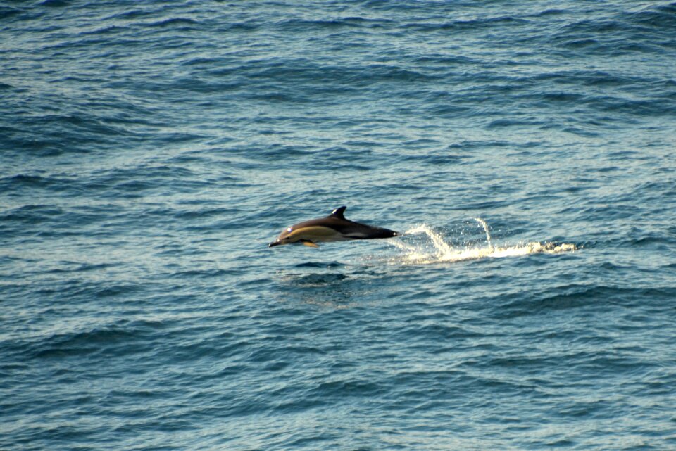 Water creature marine mammals ocean