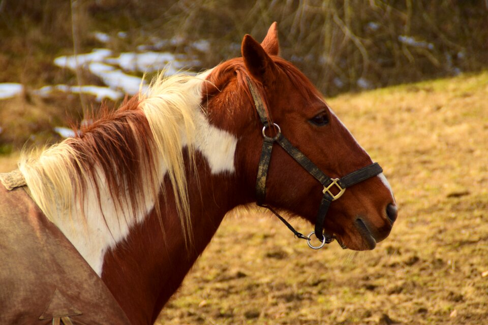 Animal brown horse animal world