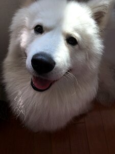 Samoyed smile brilliant