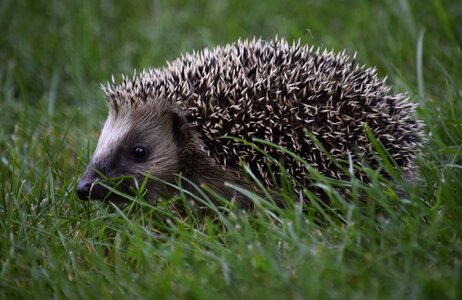 Hedgehog animal child hedgehog in the grass photo