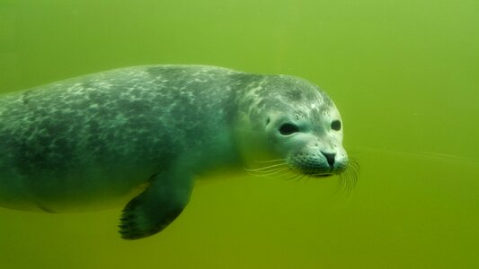 Seal swim moustache photo
