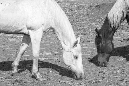 Black and white horses grazing horses photo