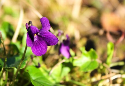 Garden wild spring photo