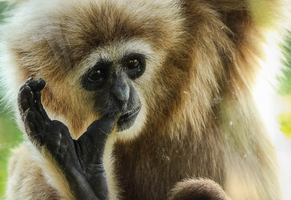 Animal mammal wildlife