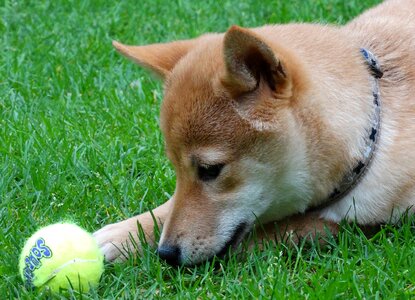 Pet play ball photo