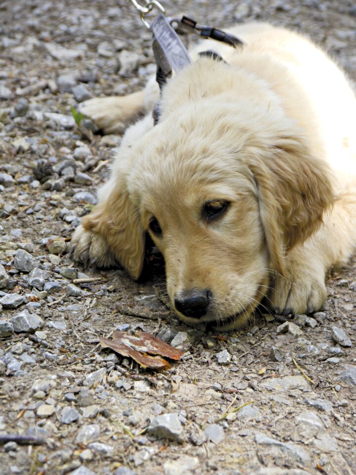 Dog purebred dog pet