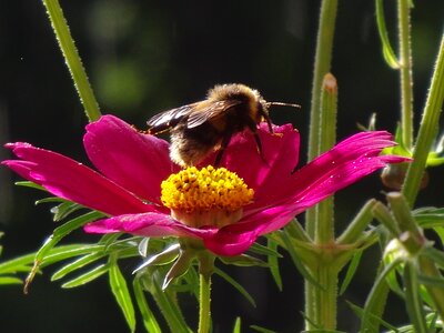 Nature blossom bloom