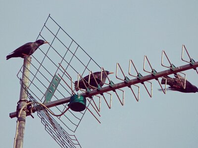 Birds fly starlings