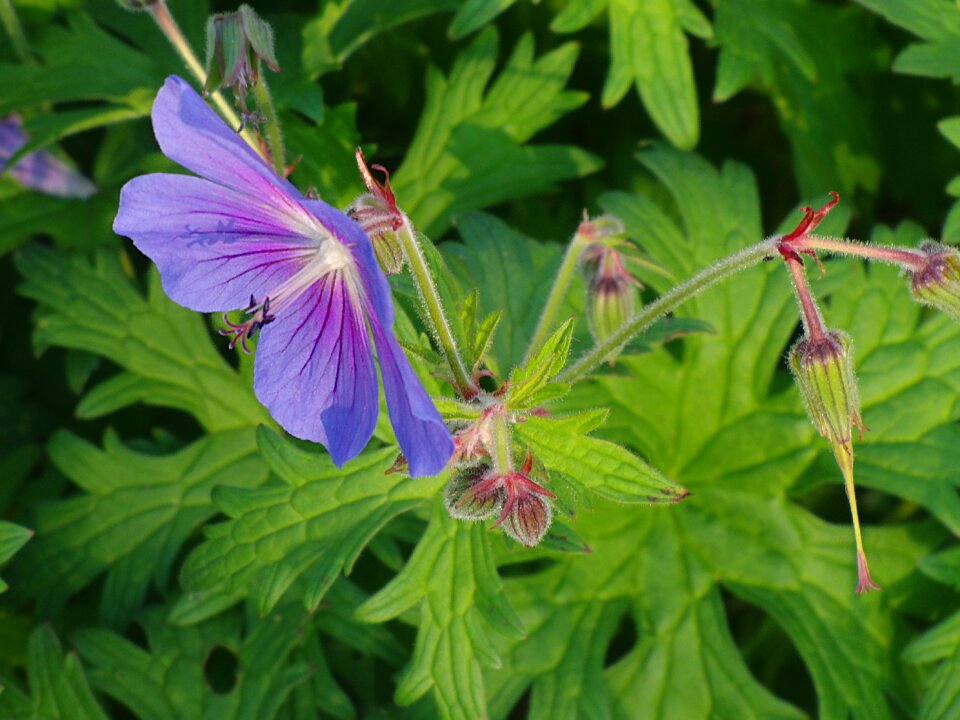 Flower blue nature