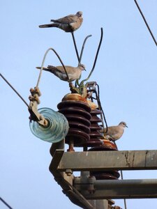 Insulators danger electric shock
