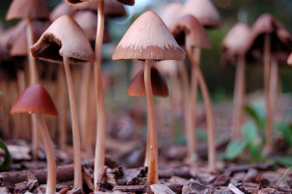 Mushroom nature forest