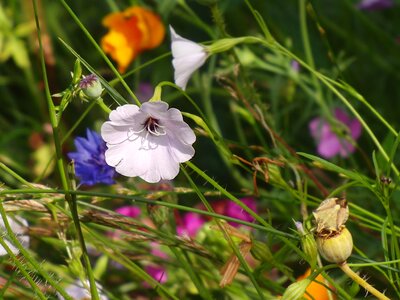 Nature flowers summer meadow