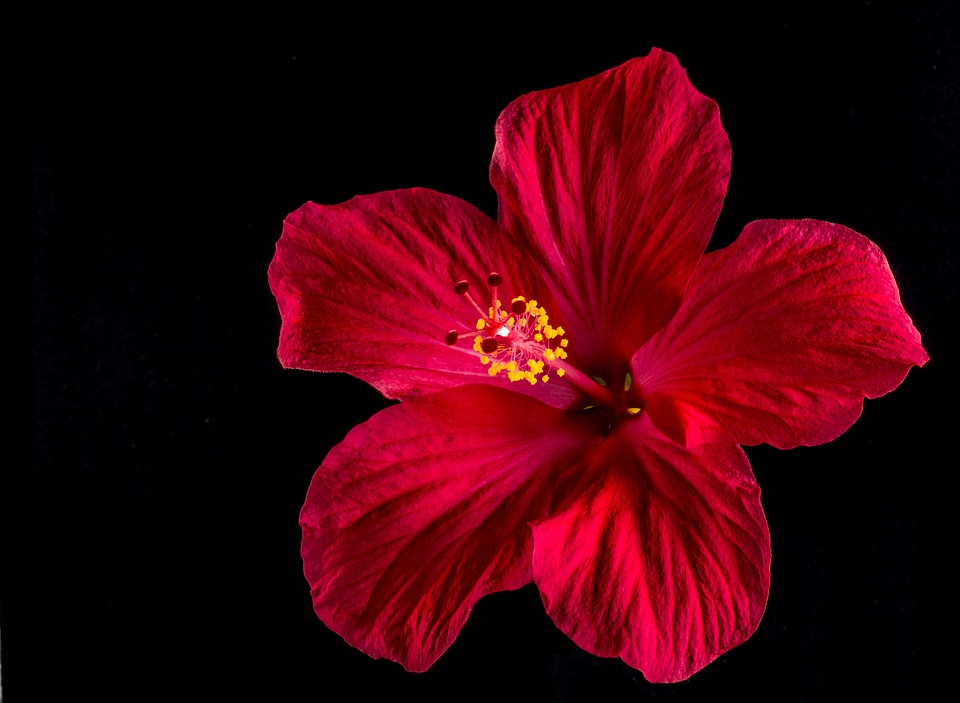 Flower red marshmallow