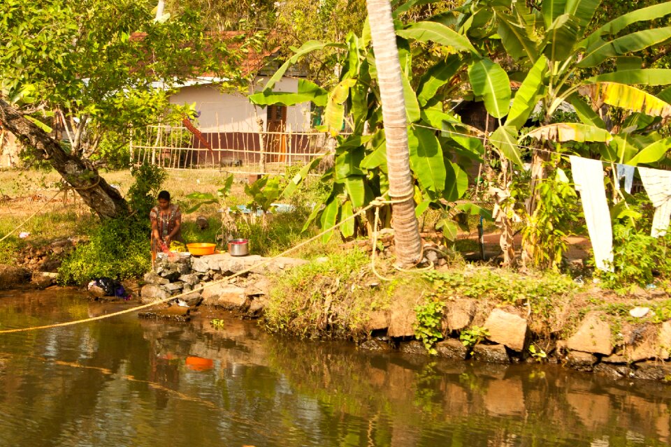 River palm trees water