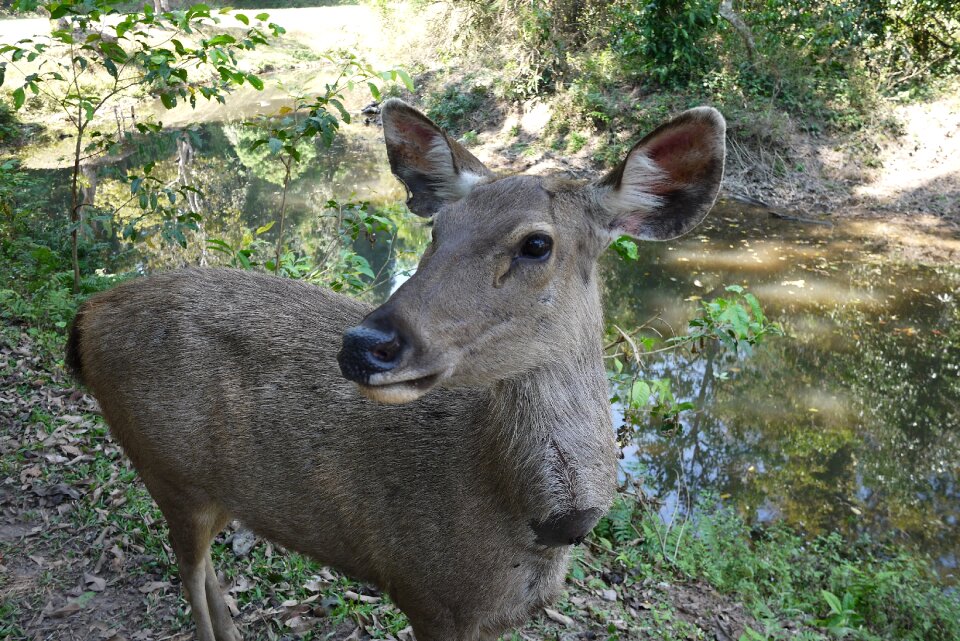 Forest thailand deer