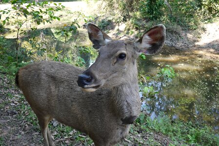 Forest thailand deer
