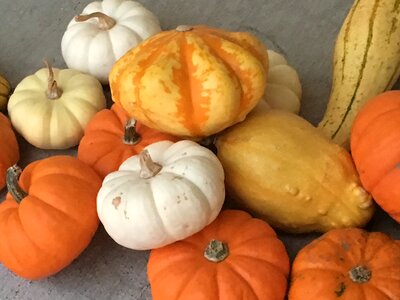 Harvest decoration