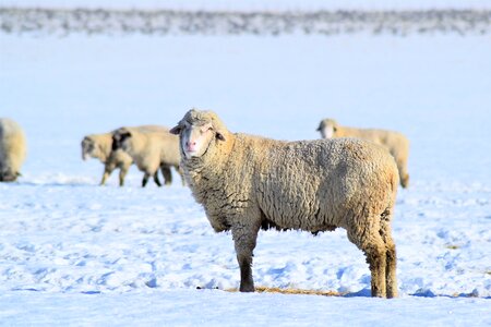 Animal lamb domestic